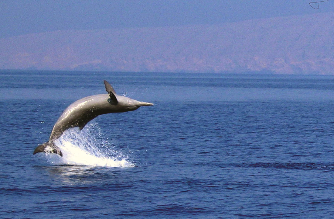 Dolphin Cruise In Muscat